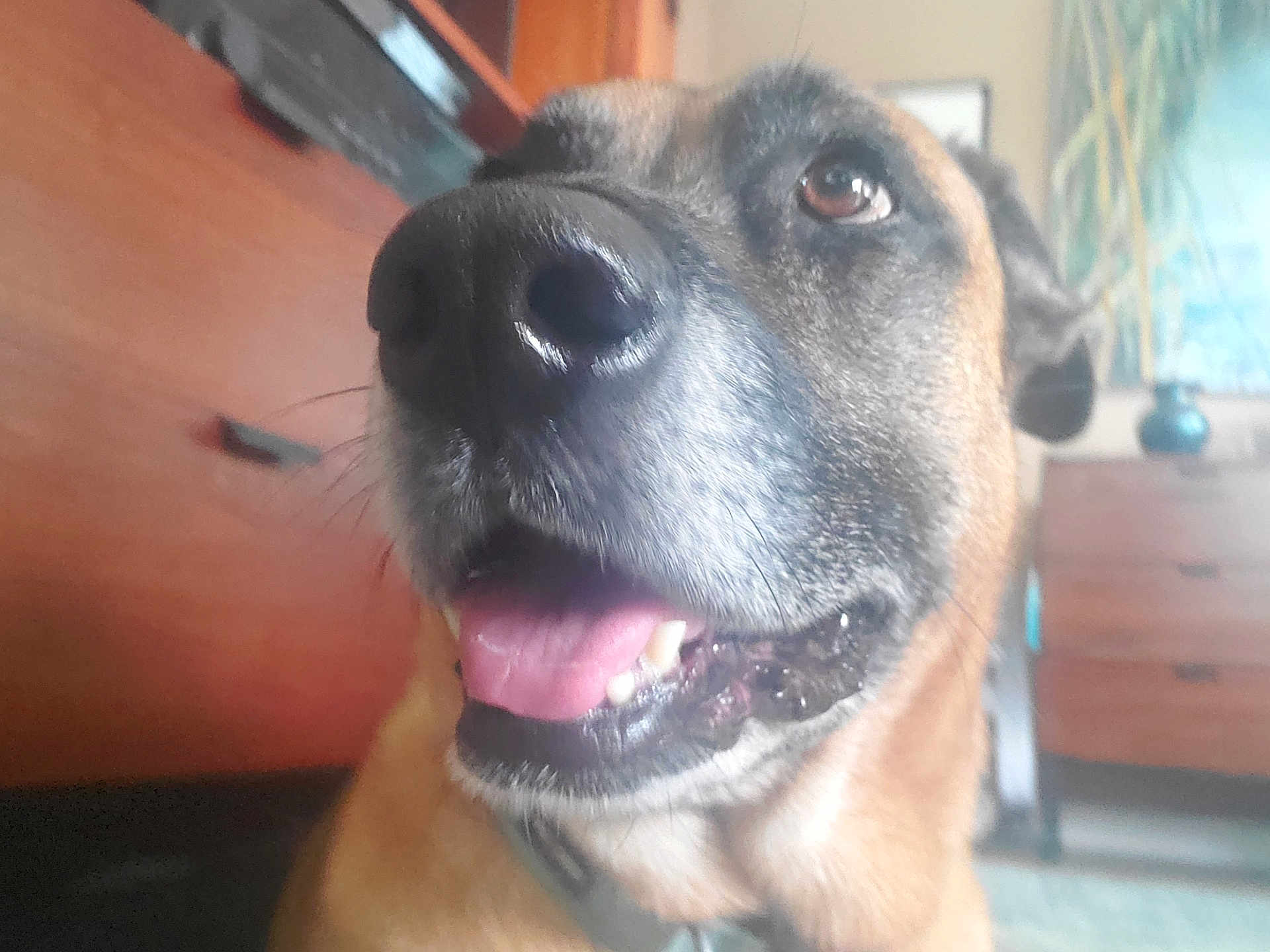 Misha joined the competition — help win amazing prizes! dog, close_up, tongue_out, indoor, furniture, wooden_drawer, plant, happy, pet, canine, brown_fur, black_nose, mouth_open, animal, houseplant, living_room, collar, portrait, domestic_dog, friendly