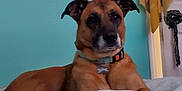 Misha joined the competition — help win amazing prizes! dog, pet, indoor, bed, collar, brown_dog, relaxed, lying_down, canine, furniture, household, portrait, animal, domestic_animal, looking_away, ears_up, calm, blue_wall, home, resting