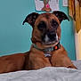 dog, pet, indoor, bed, collar, brown_dog, relaxed, lying_down, canine, furniture, household, portrait, animal, domestic_animal, looking_away, ears_up, calm, blue_wall, home, resting