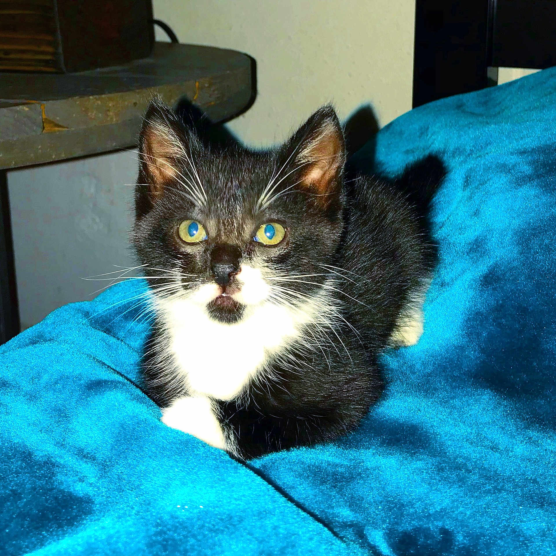 Huckleberry joined the competition — help win amazing prizes! aegean_cat, asian, carnivore, cat, domestic_short_haired_cat, european_shorthair, eye, felidae, fur, kitten, mammal, ojos_azules, small_to_medium_sized_cats, tabby_cat, vertebrate, whiskers