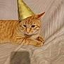cat, orange_tabby, party_hat, gold_hat, pet, feline, animal, indoor, blanket, resting, cute, ears, whiskers, fur, portrait, cozy, celebration, hat, tabby_stripes, sleepy