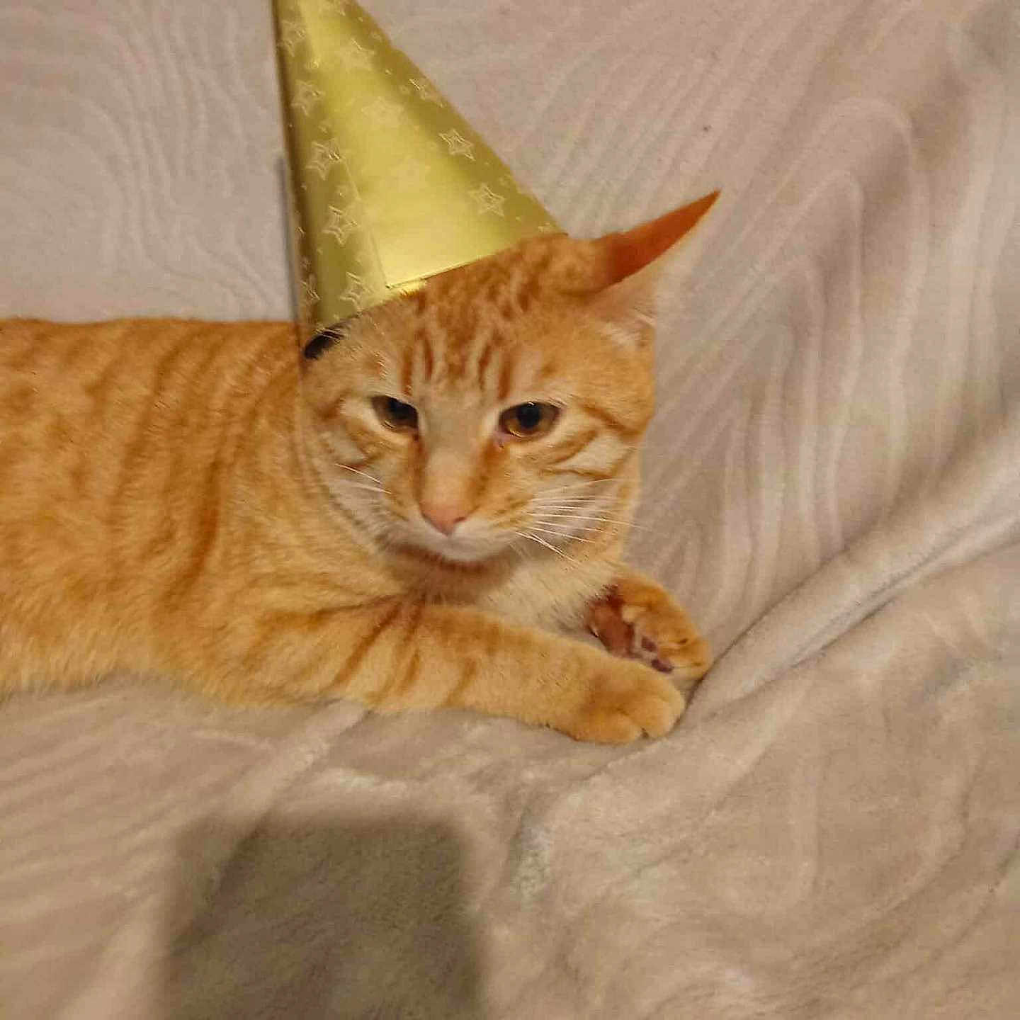 Simba participe au concours pour gagner de l'argent avec cette photo : animal, blanket, cat, celebration, cozy, cute, ears, feline, fur, gold_hat, hat, indoor, orange_tabby, party_hat, pet, portrait, resting, sleepy, tabby_stripes, whiskers