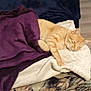 cat, orange_tabby, sleeping, blanket, purple_blanket, white_fleece, cushion, indoor, floor, wooden_floor, pet, resting, cozy, feline, fur, animal, relaxing, home, comfort, domestic