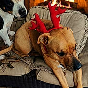 Ellie is registered to the contest to win money with this photo: animal, brown_dog, companion, couch, cozy, decor, dog, festive, fireplace, fur, holiday, indoor, paw, pet, reindeer_antlers, relaxed, resting, snout, warm, white_black_dog