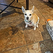 Roxy joined the competition — help win amazing prizes! dog, pet, animal, indoor, floor, tile, shadow, ears, collar, toy, furniture, brown, white, sitting, looking_up, curious, small_dog, domestic, home, cute