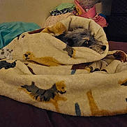 Bruno is registered to the contest to win money with this photo: dog, blanket, bed, indoor, cozy, pet, fur, curious, resting, soft, warm, fabric, comfort, animal, snuggled, home, cute, wrapped, laying, blanket_pattern