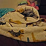 dog, blanket, bed, indoor, cozy, pet, fur, curious, resting, soft, warm, fabric, comfort, animal, snuggled, home, cute, wrapped, laying, blanket_pattern