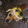 animal, black, brown_fur, checkered, cozy, cute, dog, domestic, floor, hat, headwear, indoor, looking_up, mickey_mouse, pet, playful, plush_toy, tile, toy, yellow
