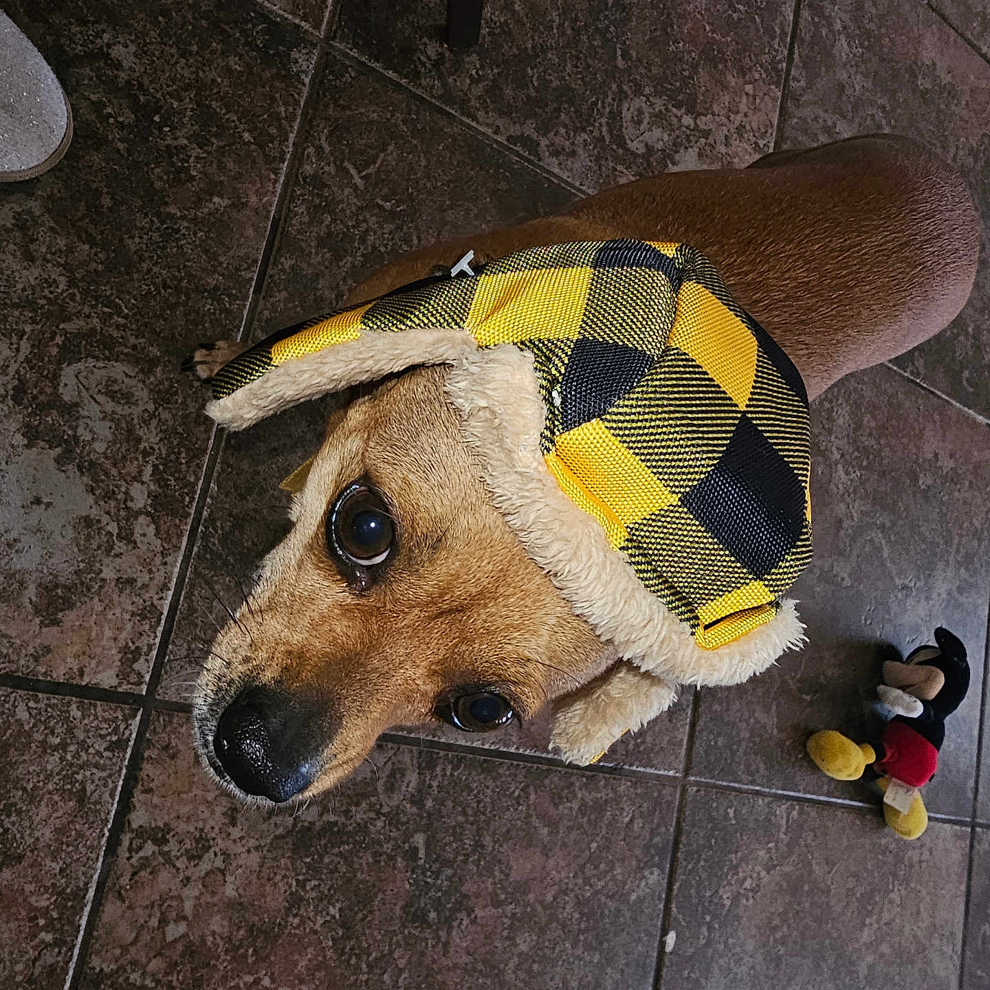 You'D is registered to the contest to win money with this photo: animal, black, brown_fur, checkered, cozy, cute, dog, domestic, floor, hat, headwear, indoor, looking_up, mickey_mouse, pet, playful, plush_toy, tile, toy, yellow