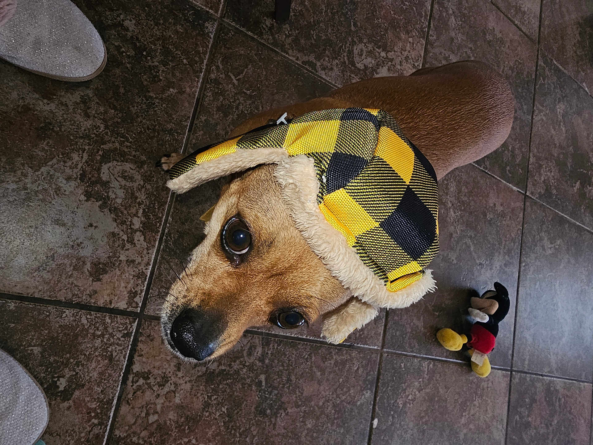 You'D is registered to the contest to win money with this photo: animal, black, brown_fur, checkered, cozy, cute, dog, domestic, floor, hat, headwear, indoor, looking_up, mickey_mouse, pet, playful, plush_toy, tile, toy, yellow