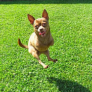 Pee-Wee is registered to the contest to win money with this photo: dog, grass, outdoor, pet, jumping, happy, sunlight, canine, playful, small_dog, brown_dog, tongue_out, ears_up, animal, nature, daytime, motion, active, greenery, joyful