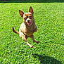 dog, grass, outdoor, pet, jumping, happy, sunlight, canine, playful, small_dog, brown_dog, tongue_out, ears_up, animal, nature, daytime, motion, active, greenery, joyful