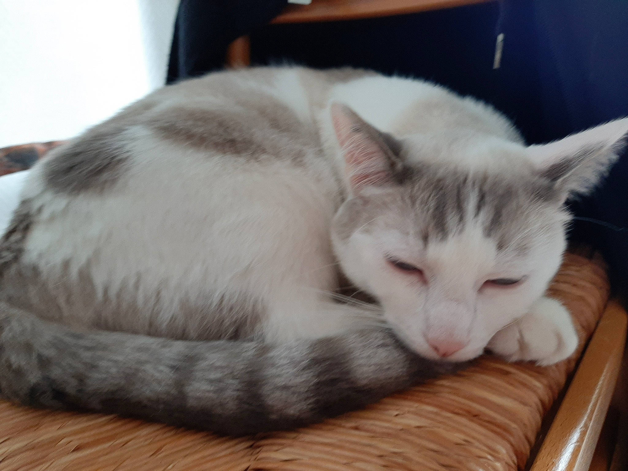 Balthazar participe au concours pour gagner de l'argent avec cette photo : carnivore, cat, cat_bed, cat_supply, comfort, domestic_short_haired_cat, felidae, fur, paw, pet_supply, small_to_medium_sized_cats, snout, tail, vertebrate, whiskers