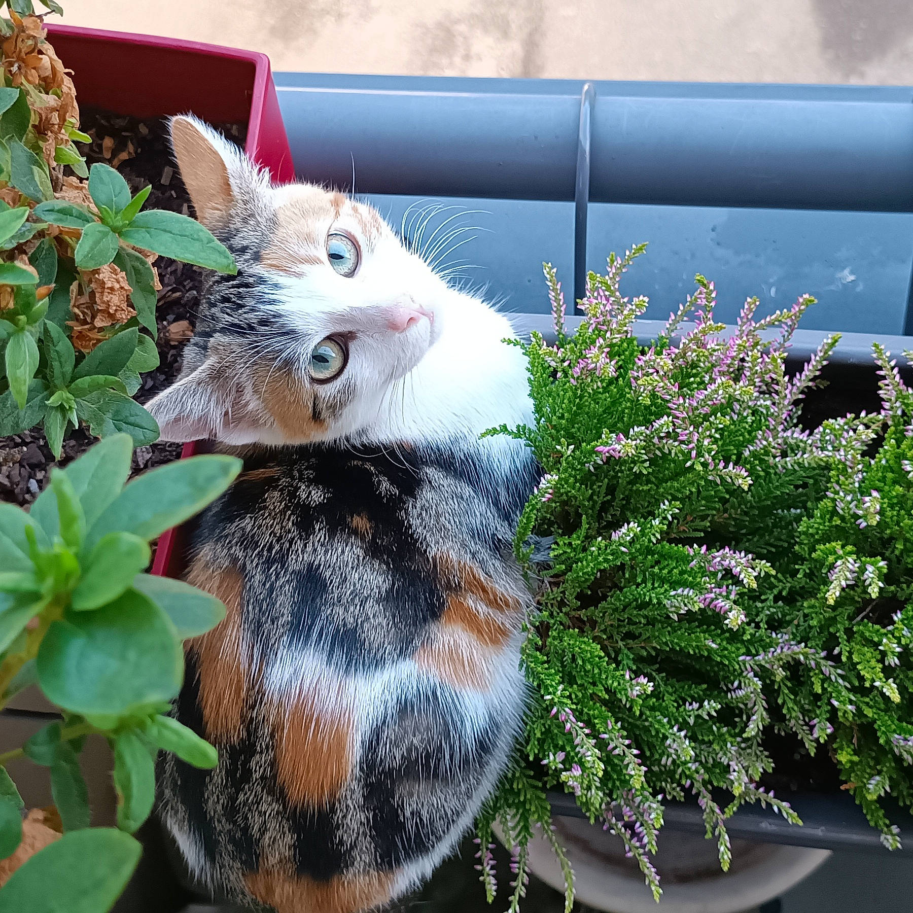 Sushi participe au concours pour gagner de l'argent avec cette photo : annual_plant, carnivore, cat, domestic_short_haired_cat, fawn, felidae, flower, flowerpot, fur, grass, groundcover, herbaceous_plant, plant, shrub, small_to_medium_sized_cats, snout, spring, tail, whiskers, window
