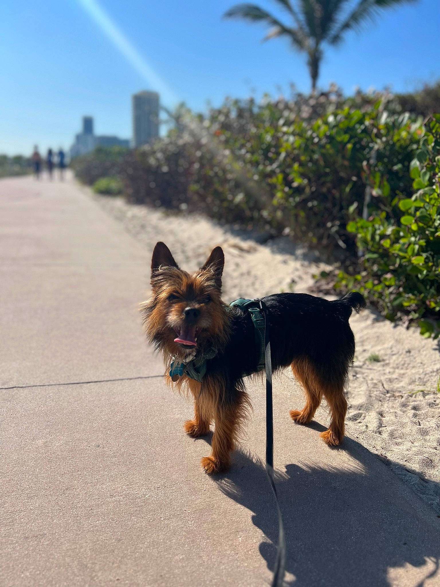 Tiger is registered to the contest to win money with this photo: arecales, canidae, carnivore, companion_dog, dog, dog_breed, dog_supply, event, fawn, landscape, palm_tree, plant, shadow, sky, small_terrier, snout, sporting_group, terrier, tree, working_dog