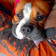 Byron participe au concours pour gagner de l'argent avec cette photo : dog, sleepy, close_up, face, wrinkles, tongue, pink_shirt, orange_blanket, black_pattern, cozy, indoor, pet, canine, relaxed, fur, animal, resting, cute, companion, domestic
