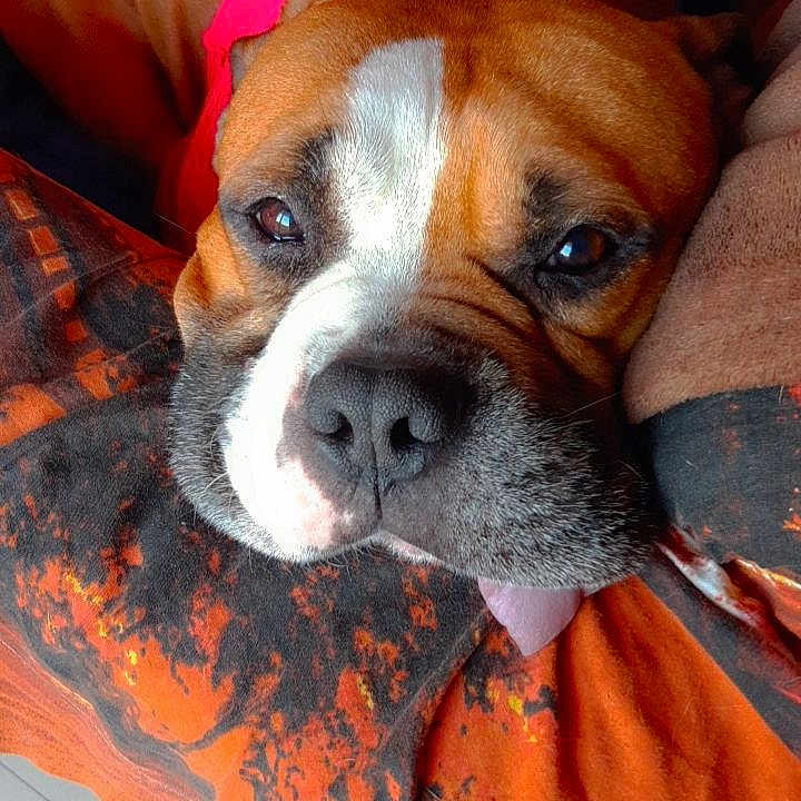 Byron participe au concours pour gagner de l'argent avec cette photo : animal, black_pattern, canine, close_up, companion, cozy, cute, dog, domestic, face, fur, indoor, orange_blanket, pet, pink_shirt, relaxed, resting, sleepy, tongue, wrinkles