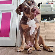 Urgo a rejoint le concours — aidez-le/la à gagner de superbes lots ! dog, puppy, indoor, floor, wood_floor, door, pink, white, kitchen, cabinet, sink, curious, tilted_head, pet, animal, brown, white_markings, ears, sitting, closeup