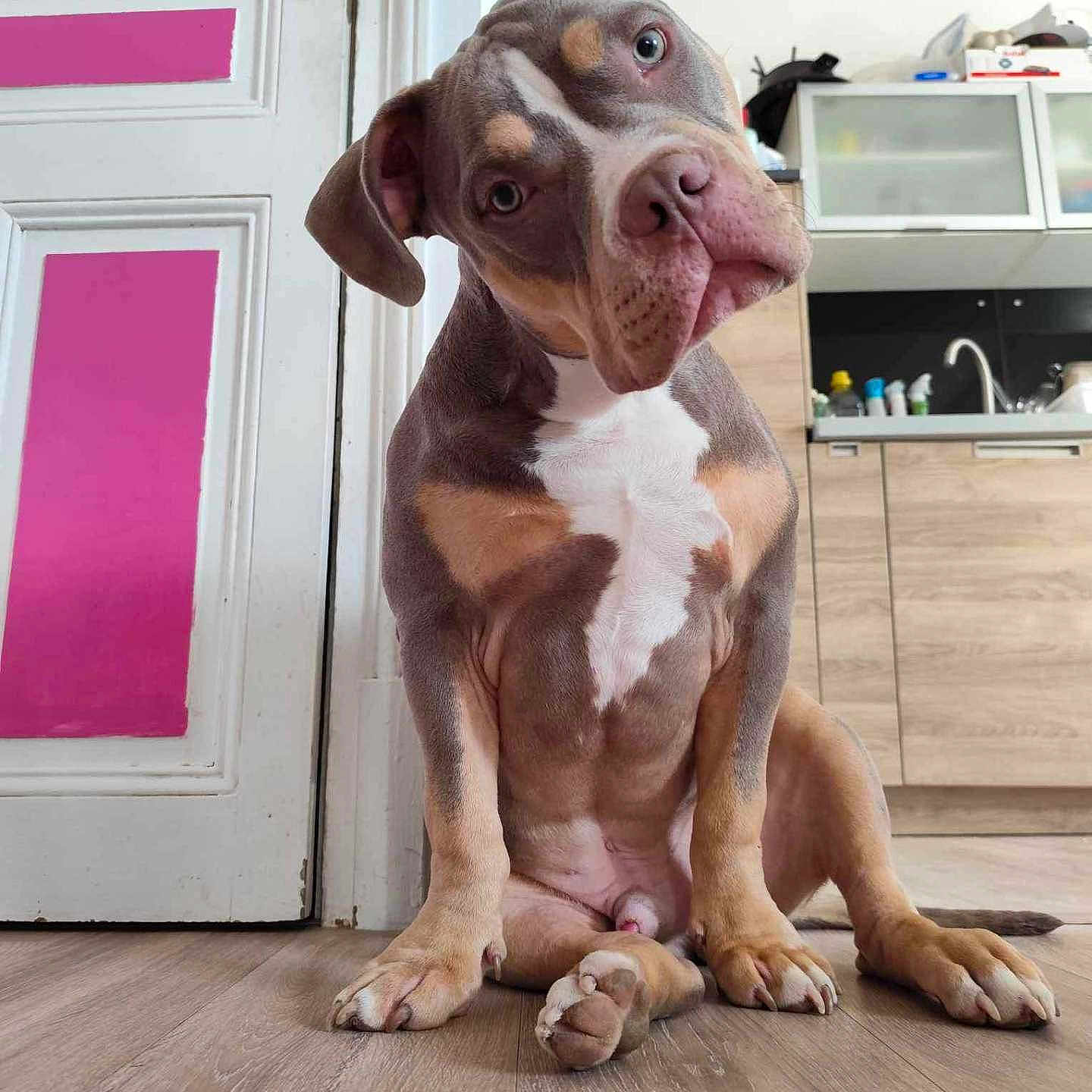 Urgo a rejoint le concours — aidez-le/la à gagner de superbes lots ! animal, brown, cabinet, closeup, curious, dog, door, ears, floor, indoor, kitchen, pet, pink, puppy, sink, sitting, tilted_head, white, white_markings, wood_floor