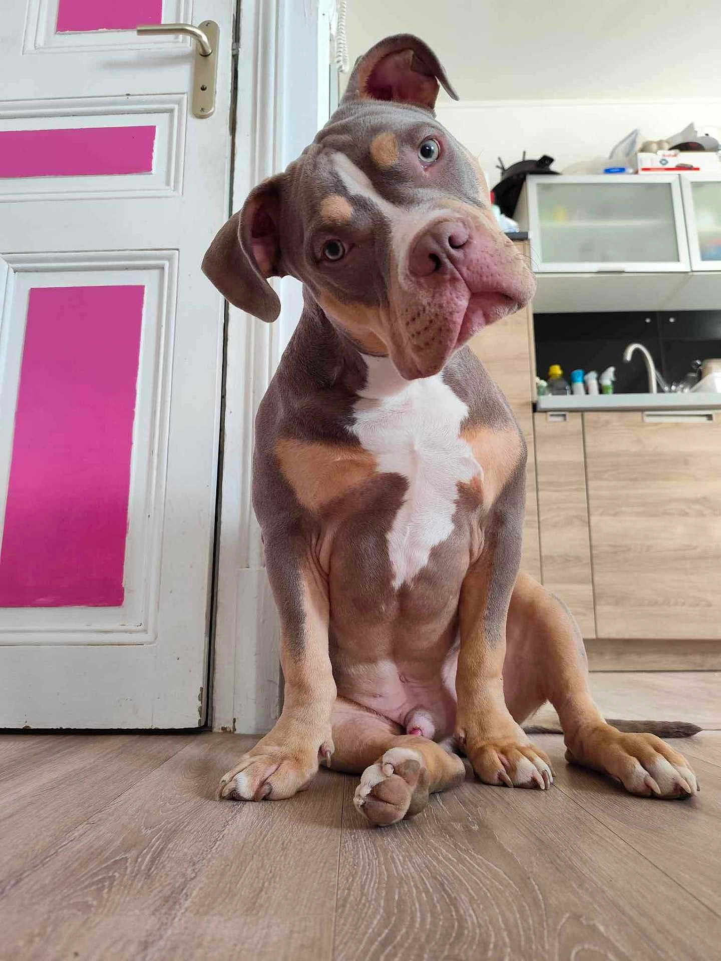 Urgo a rejoint le concours — aidez-le/la à gagner de superbes lots ! dog, puppy, indoor, floor, wood_floor, door, pink, white, kitchen, cabinet, sink, curious, tilted_head, pet, animal, brown, white_markings, ears, sitting, closeup