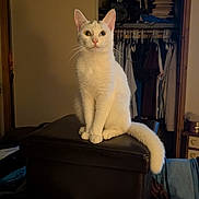 Luna is registered to the contest to win money with this photo: animal, bedroom, books, cat, closet, clothing, ears, eyes, furniture, home, indoors, ottoman, pet, photography, portrait, sitting, tail, whiskers, white_cat, white_fur