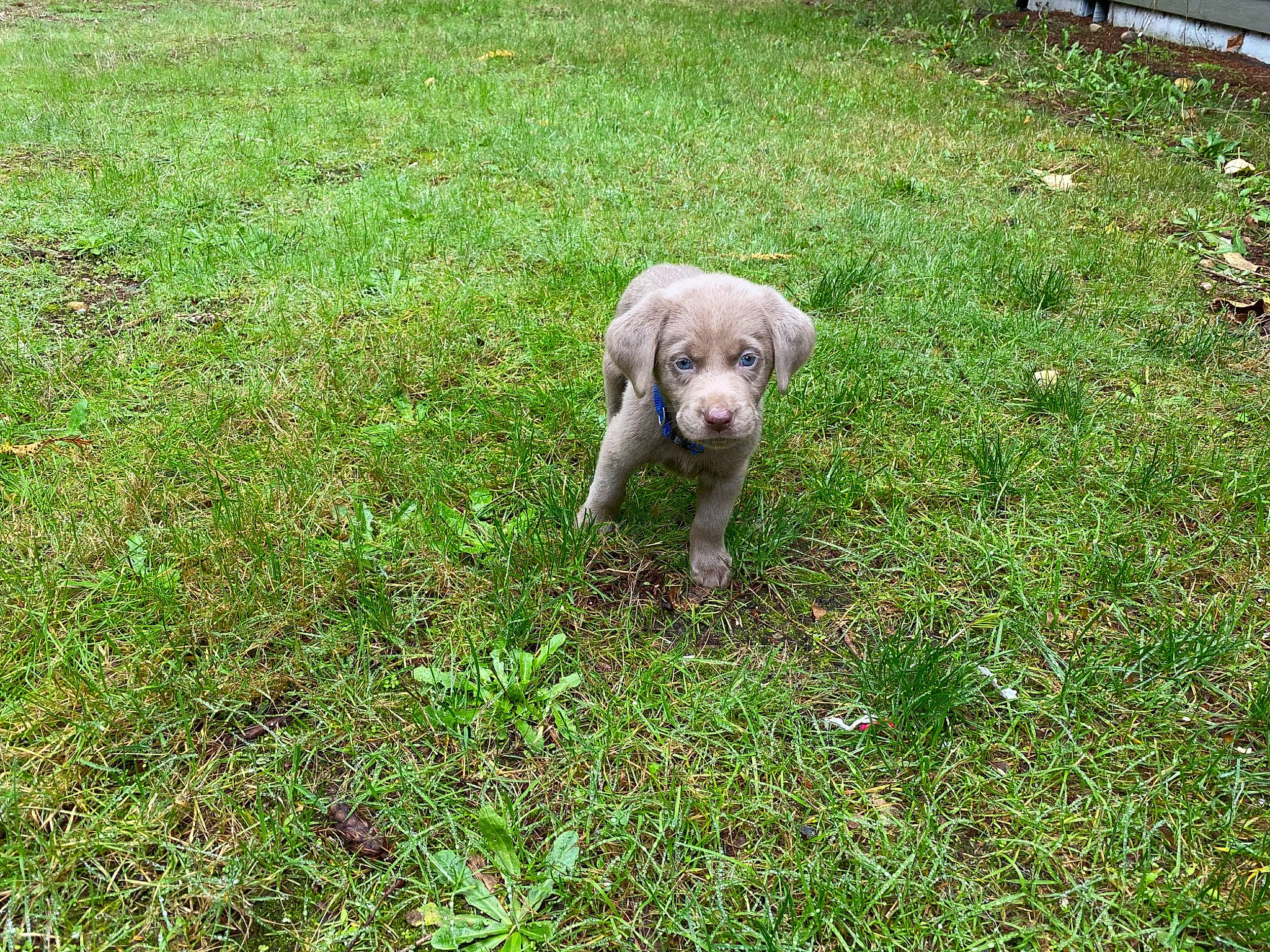 Connor is registered to the contest to win money with this photo: canidae, carnivore, chesapeake_bay_retriever, companion_dog, dog, dog_breed, fawn, grass, mammal, pointing_breed, puppy, slovakian_rough_haired_pointer, sporting_group, vertebrate, weimaraner