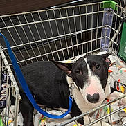 Spike joined the competition — help win amazing prizes! animal, black_and_white, blanket, calm, canine, collar, container, dog, floor, furniture, grocery_store, indoor, leash, metal, nose, pet, resting, retail, shopping_cart, store