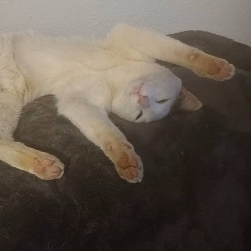 Rocky joined the competition — help win amazing prizes! carnivore, cat, claw, cloud, comfort, companion_dog, dog_breed, fawn, felidae, foot, fur, paw, room, sky, small_to_medium_sized_cats, snout, tail, terrestrial_animal, whiskers, wood