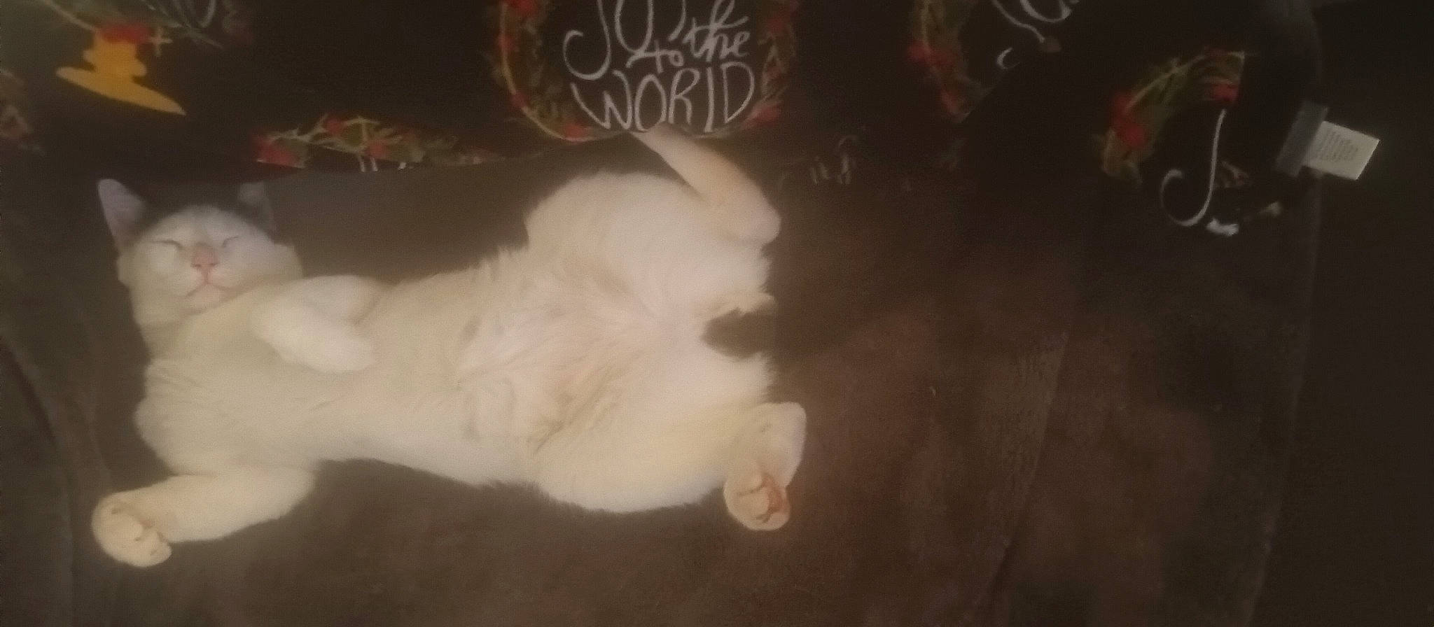 Rocky is registered to the contest to win money with this photo: art, carnivore, cat, cloud, companion_dog, cumulus, darkness, dog_breed, felidae, fur, gesture, hardwood, paw, sky, small_to_medium_sized_cats, snout, tail, tints_and_shades, whiskers, wood