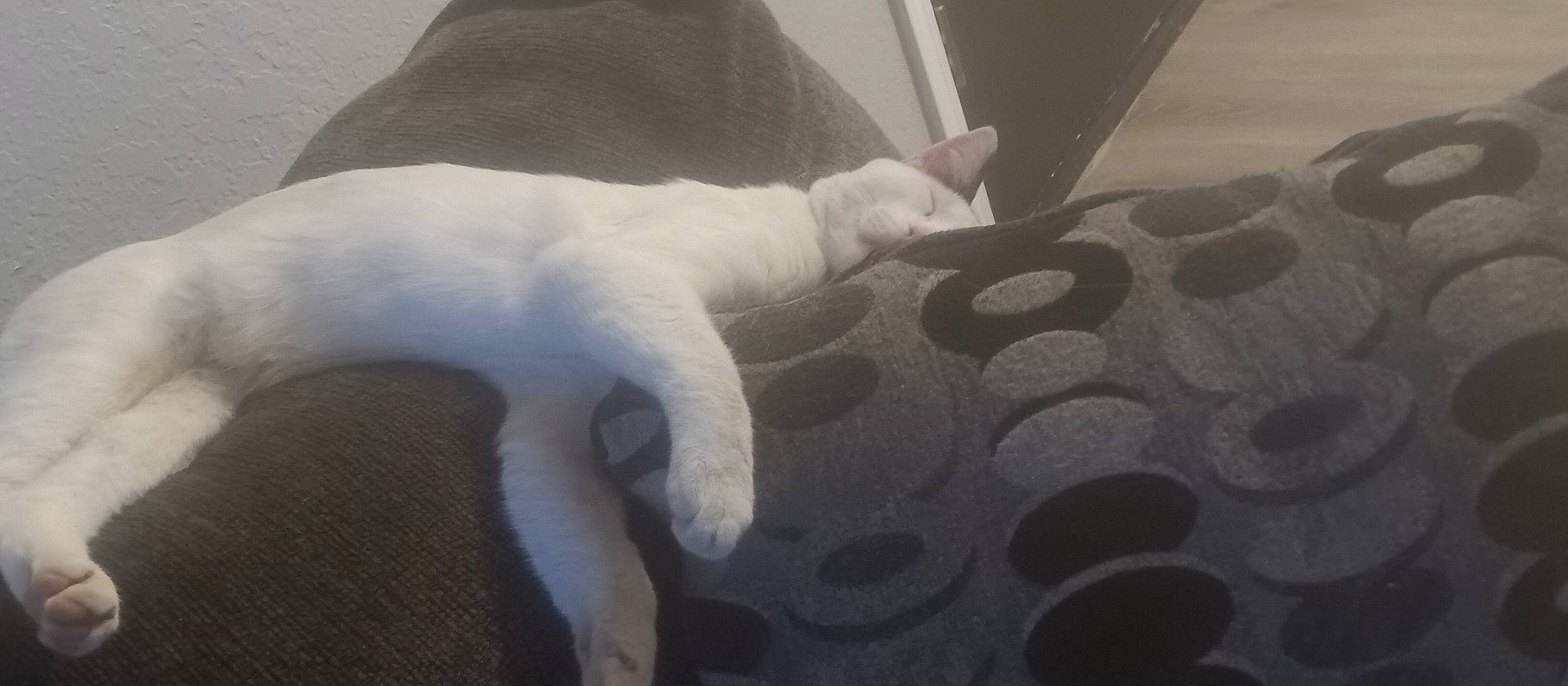 Rocky joined the competition — help win amazing prizes! canidae, carnivore, cat, claw, comfort, fawn, felidae, flooring, fur, grey, human_leg, linens, nail, paw, room, small_to_medium_sized_cats, tail, terrestrial_animal, whiskers, wood