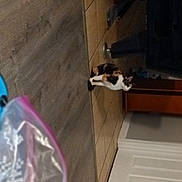 Cally is registered to the contest to win money with this photo: box, canidae, carnivore, cat, cat_supply, companion_dog, dog_breed, felidae, floor, flooring, fur, hardwood, magenta, pet_supply, plywood, room, small_to_medium_sized_cats, tail, whiskers, wood