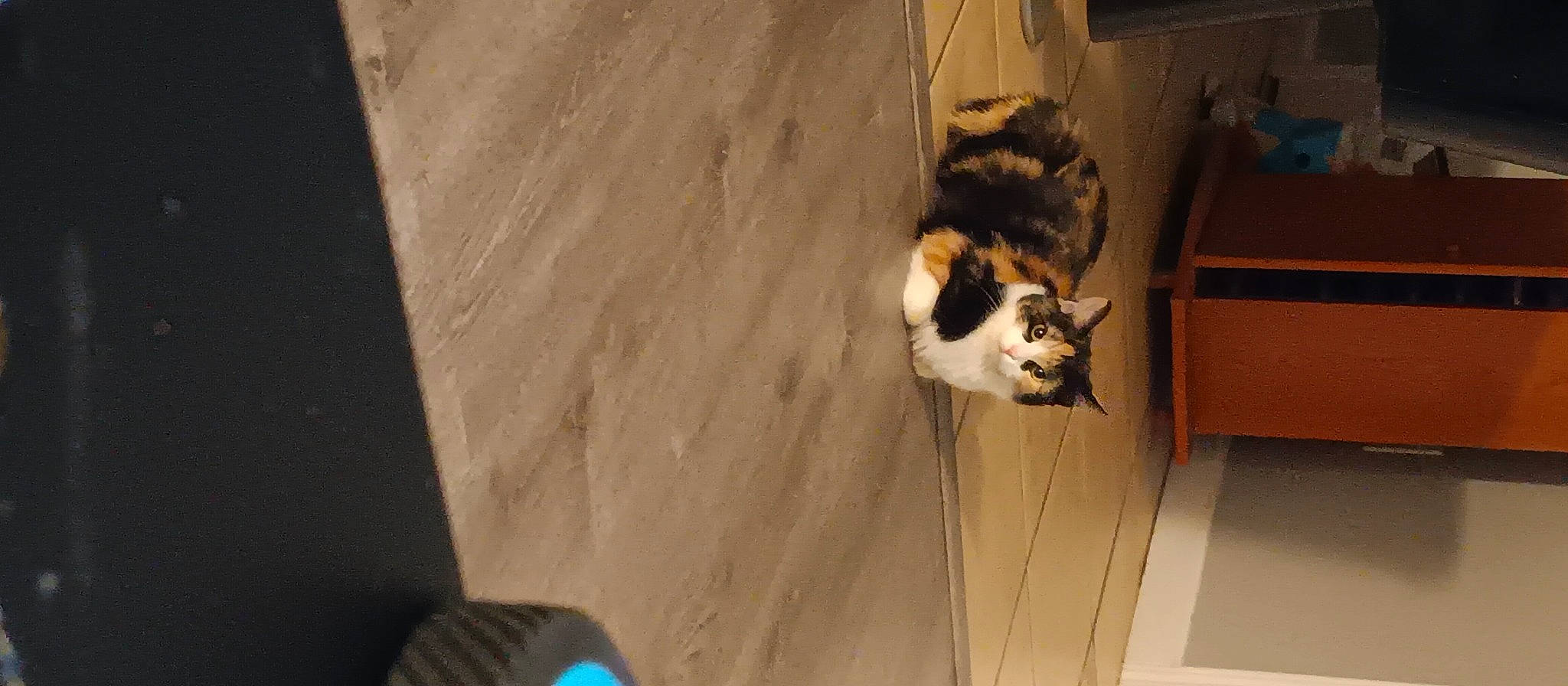 Cally joined the competition — help win amazing prizes! canidae, carnivore, cat, domestic_short_haired_cat, felidae, floor, flooring, fur, hardwood, paw, plywood, room, shadow, small_to_medium_sized_cats, tail, whiskers, wood