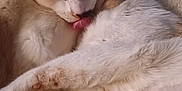Shadow joined the competition — help win amazing prizes! cat, cats, pet, animal, feline, snuggling, licking, blanket, indoor, cute, fur, sleeping, closeup, cozy, resting, domestic, whiskers, ears, paw, relaxed