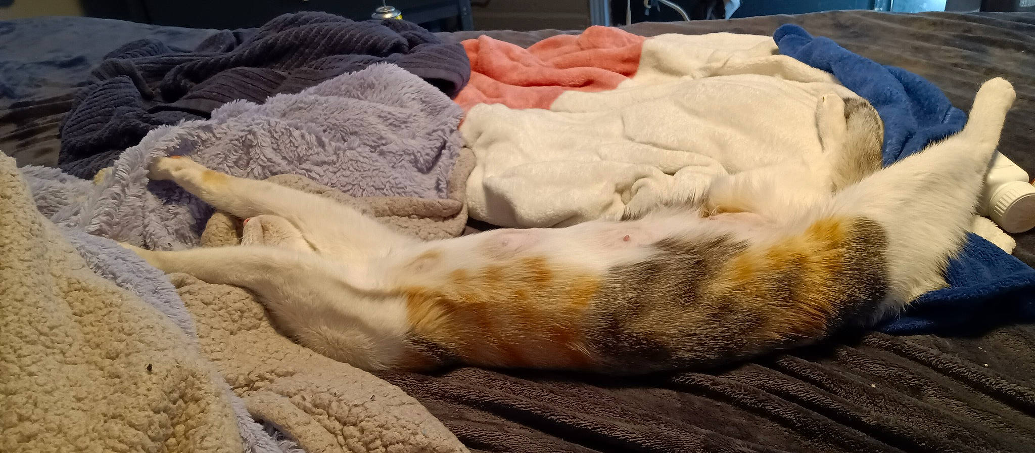 Marble is registered to the contest to win money with this photo: bedding, canidae, carnivore, cat, comfort, companion_dog, dog, dog_breed, domestic_short_haired_cat, fawn, felidae, fur, linens, paw, small_to_medium_sized_cats, sporting_group, tail, whiskers, window, wood