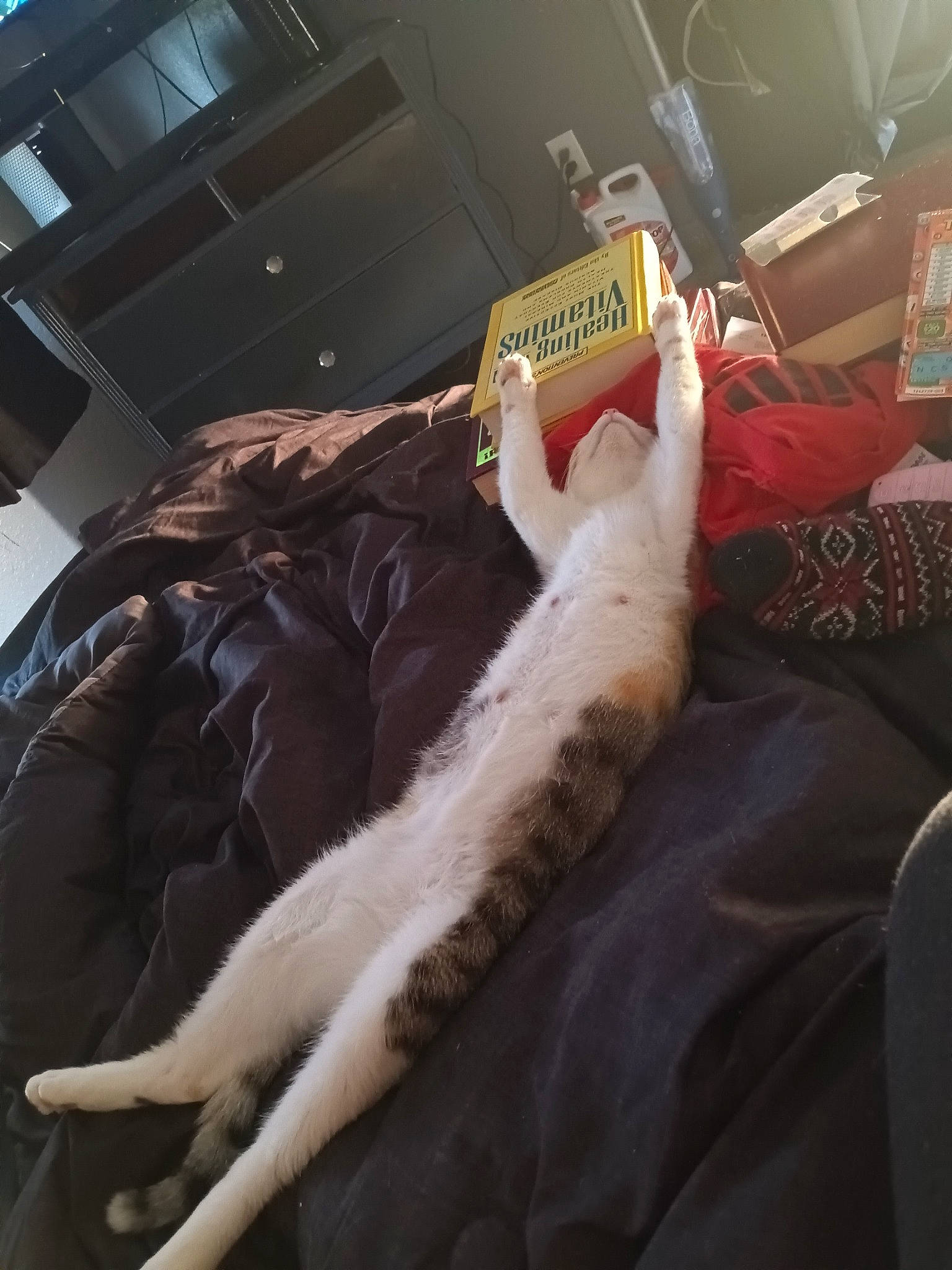 Marble joined the competition — help win amazing prizes! bed_sheet, bedding, bedroom, carnivore, comfort, duvet, feather, felidae, flesh, fur, hide, human_leg, lap, linens, room, small_to_medium_sized_cats, thigh, whiskers, wing, wood