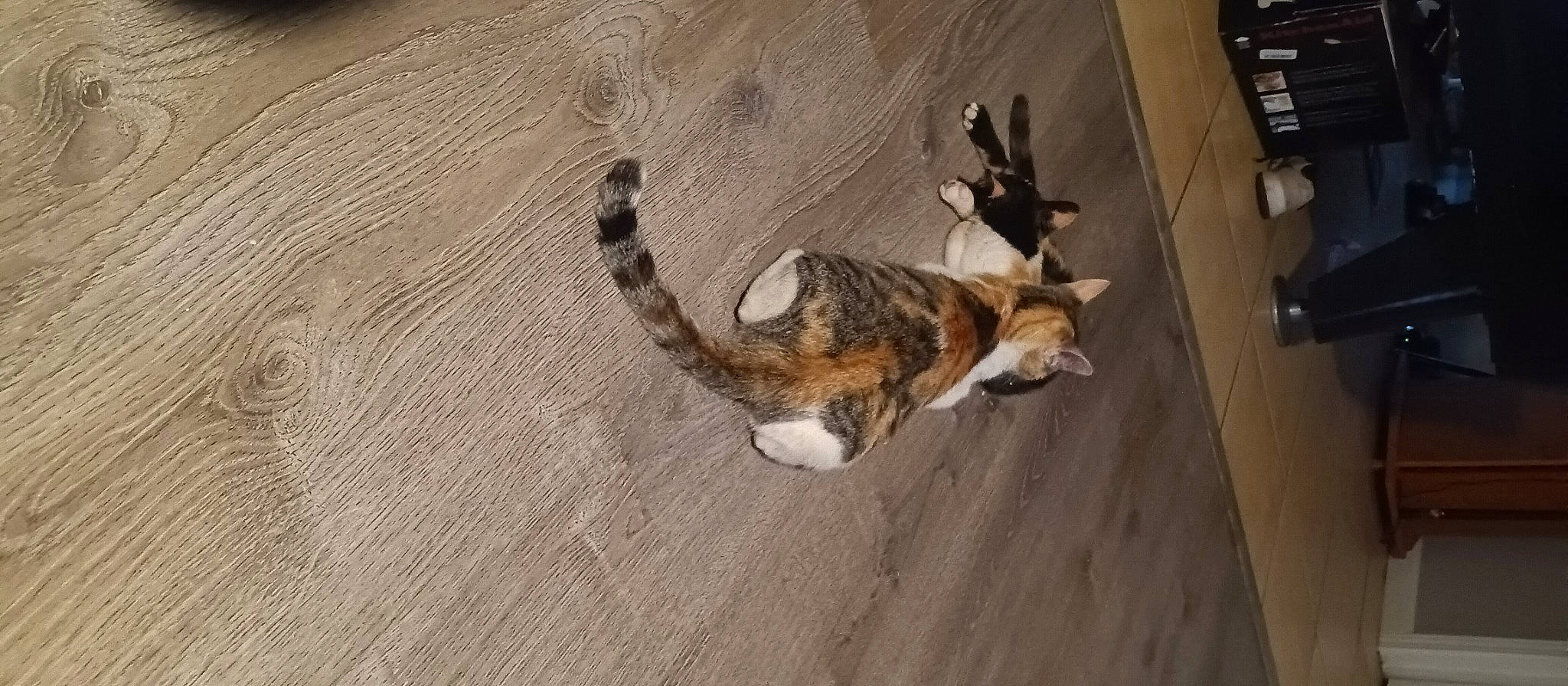 Marble is registered to the contest to win money with this photo: brown, carnivore, cat, dog_breed, domestic_short_haired_cat, fawn, felidae, floor, flooring, fur, hardwood, paw, small_to_medium_sized_cats, tail, terrestrial_animal, tree, whiskers, wildlife, wood, wood_flooring