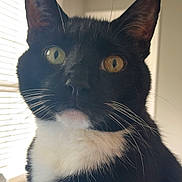 Big Kitty joined the competition — help win amazing prizes! alert, animal, black_and_white, blinds, cat, close_up, curious, domestic_cat, face, feline, fur, house, indoor, pet, portrait, tuxedo_cat, whiskers, window, yellow_eyes