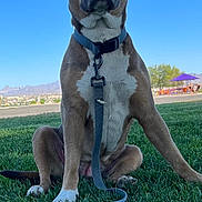 Sally is registered to the contest to win money with this photo: alert, animal, blue_sky, canine, collar, daytime, dog, grass, greenery, landscape, leash, mountains, nature, outdoor, park, pet, playground, shade_structure, sitting, sunny
