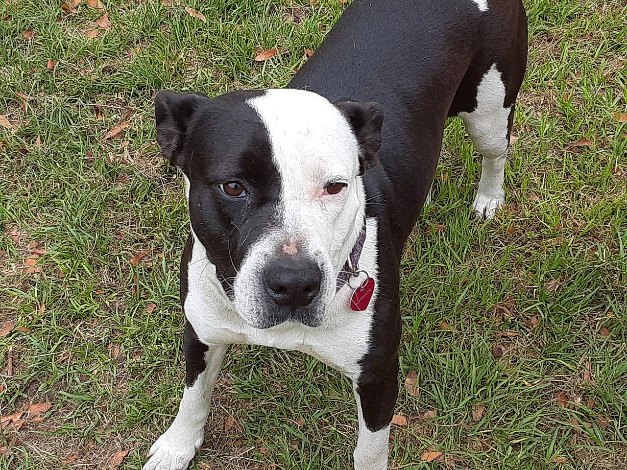 Pixie is registered to the contest to win money with this photo: canidae, carmine, carnivore, collar, companion_dog, dog, dog_breed, dog_collar, dog_supply, fawn, grass, non_sporting_group, pet_supply, plant, snout, sporting_group, terrestrial_animal, whiskers, working_animal, working_dog