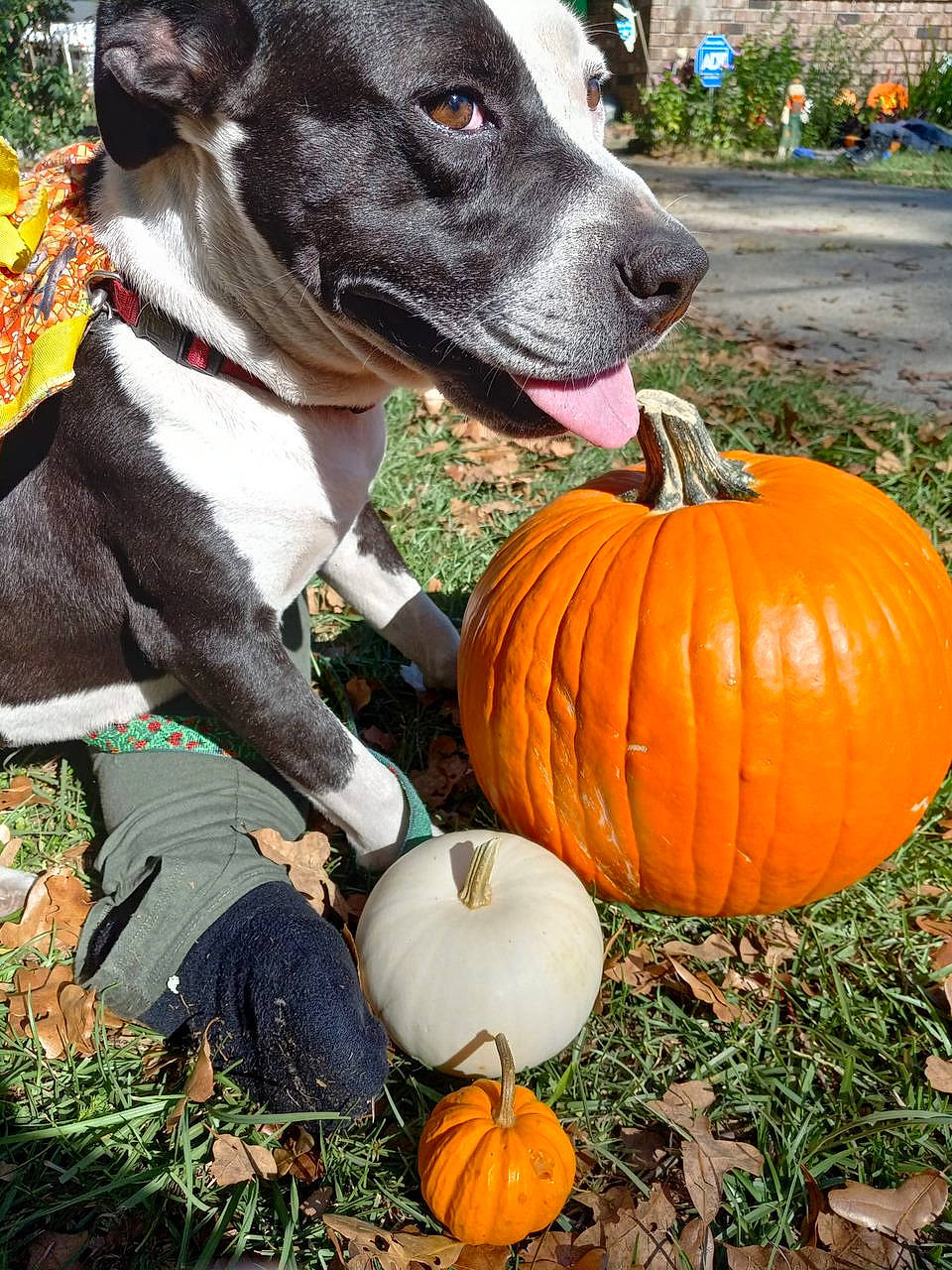 Pixie joined the competition — help win amazing prizes! calabaza, carnivore, collar, companion_dog, cucurbita, dog, dog_breed, dog_collar, fawn, food, gourd, grass, natural_foods, plant, pumpkin, squash, vegetable, whole_food, winter_squash, working_animal