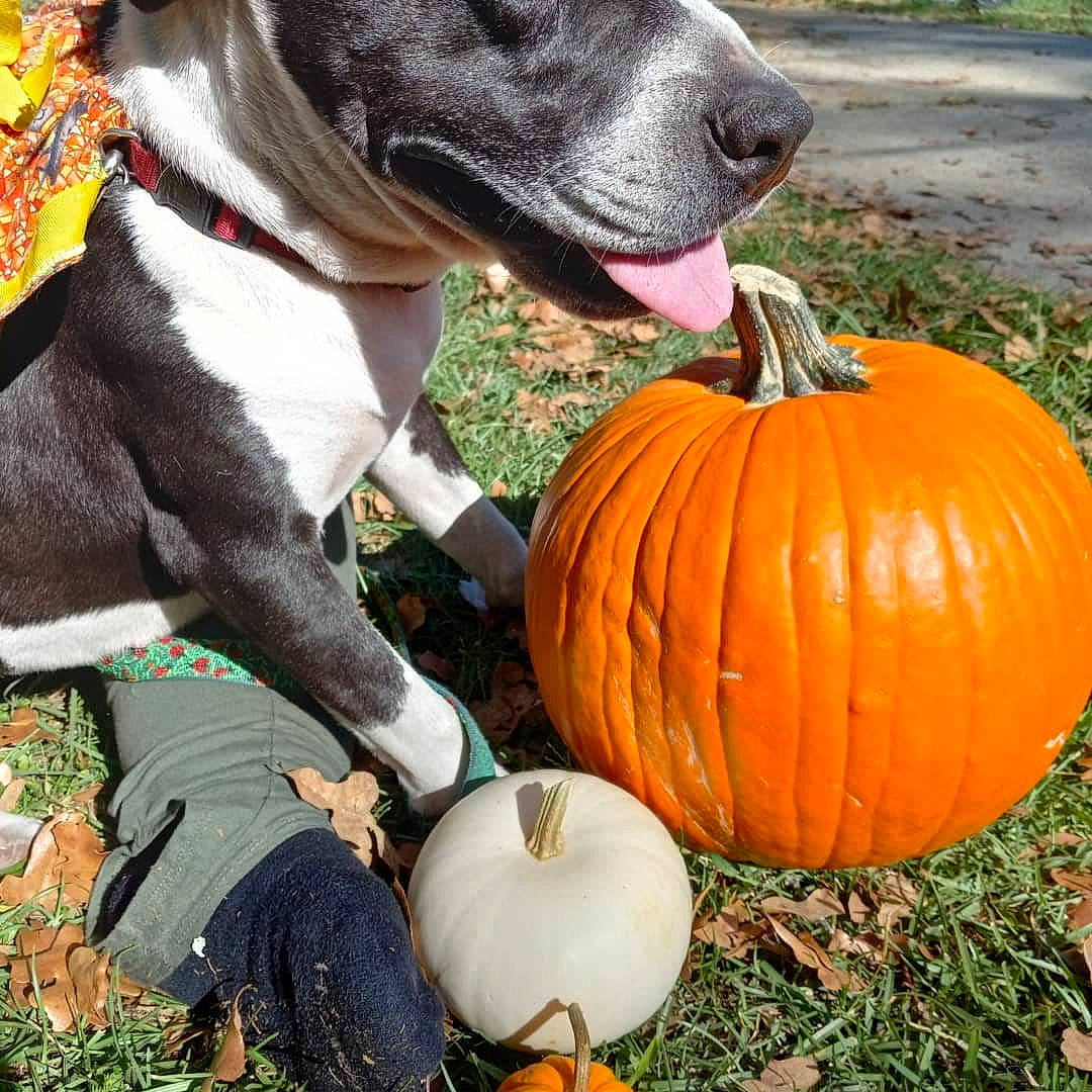 Pixie is registered to the contest to win money with this photo: calabaza, carnivore, collar, companion_dog, cucurbita, dog, dog_breed, dog_collar, fawn, food, gourd, grass, local_food, natural_foods, plant, pumpkin, squash, vegetable, whole_food, winter_squash