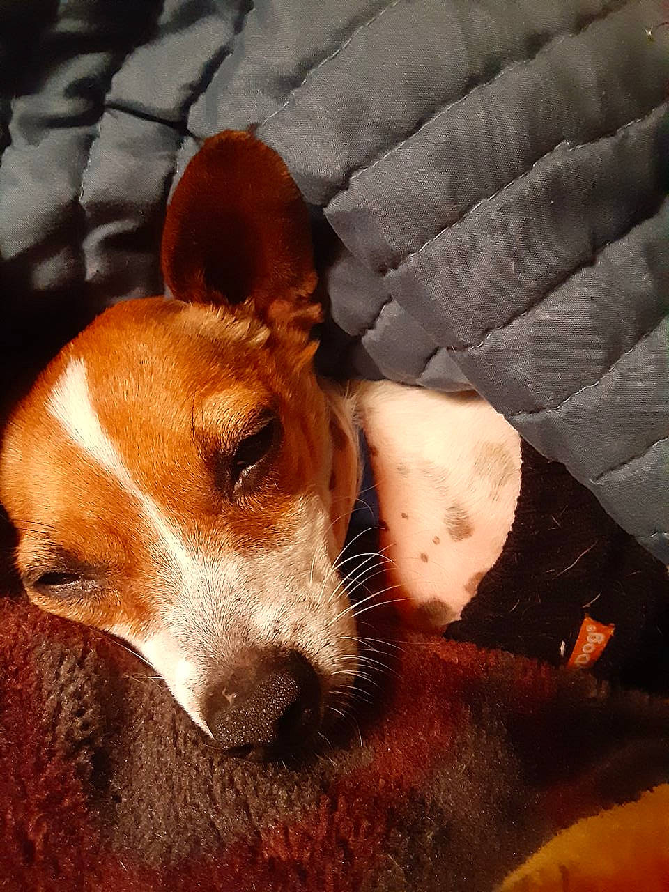 Mikey joined the competition — help win amazing prizes! basenji, carnivore, comfort, companion_dog, dog, dog_breed, dog_sports, dog_supply, ear, fawn, hound, hunting_dog, non_sporting_group, paw, puppy, snout, terrestrial_animal, whiskers, working_animal