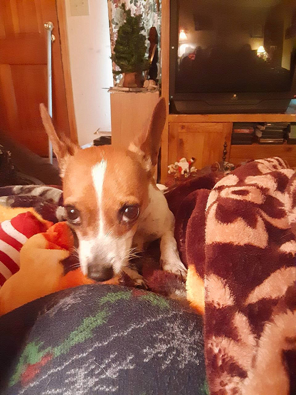 Mikey joined the competition — help win amazing prizes! basenji, carnivore, comfort, companion_dog, couch, dog, dog_breed, fawn, flooring, home_appliance, houseplant, picture_frame, room, sighthound, snout, television, television_set, toy_dog, whiskers, wood