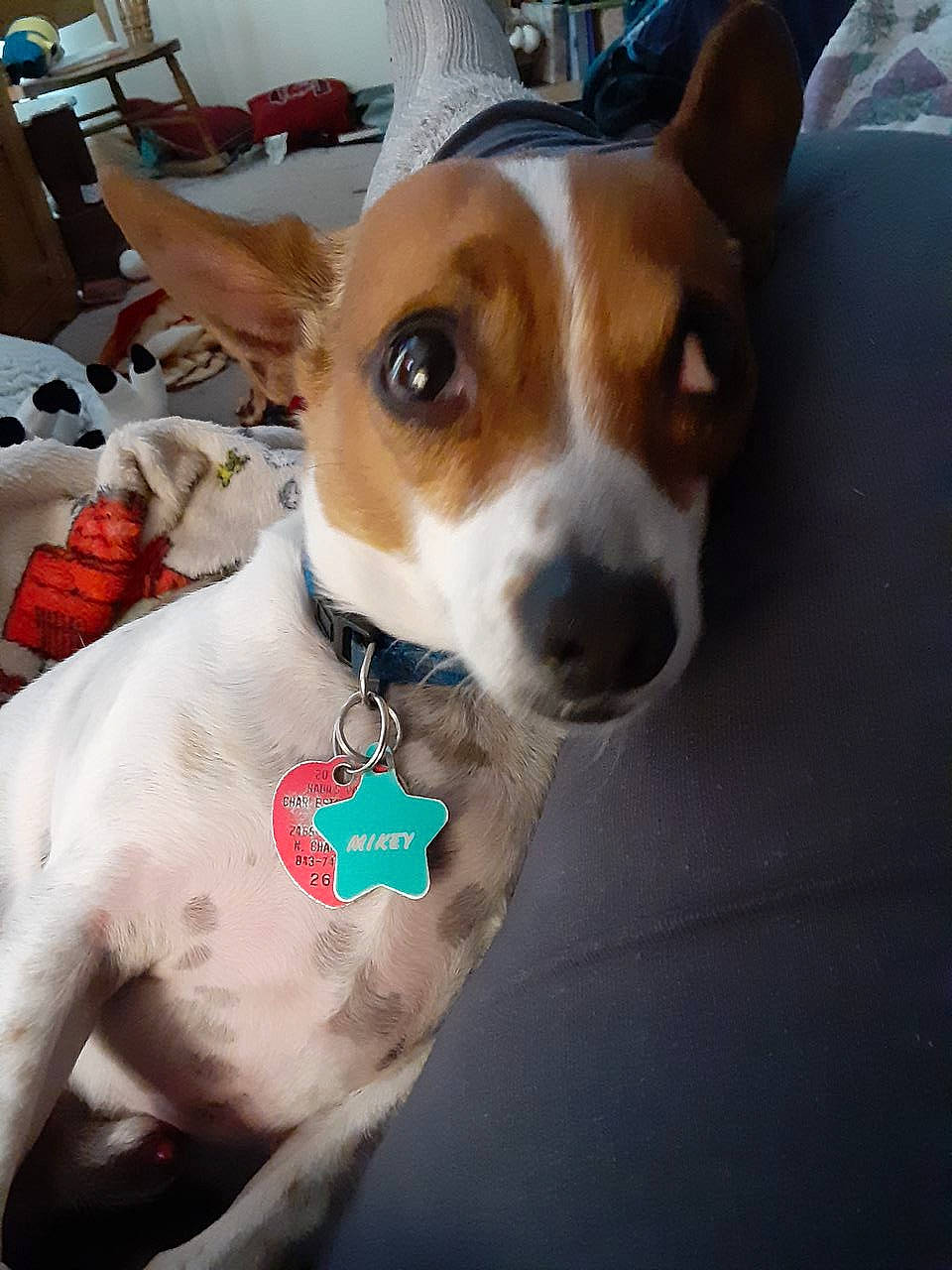 Mikey joined the competition — help win amazing prizes! canidae, carnivore, collar, companion_dog, dog, dog_breed, dog_collar, dog_supply, fawn, fur, hound, irishjacks, leash, non_sporting_group, pet_supply, snout, sporting_group, terrier, whiskers, working_animal