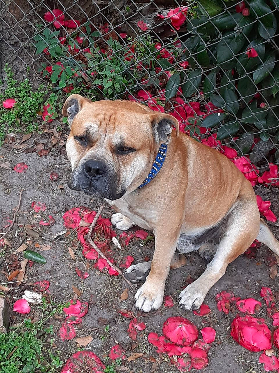 Cain joined the competition — help win amazing prizes! bulldog, canidae, carmine, carnivore, collar, companion_dog, dog, dog_breed, dog_collar, dog_supply, fawn, fence, grass, mesh, pet_supply, plant, snout, soil, sporting_group, wrinkle