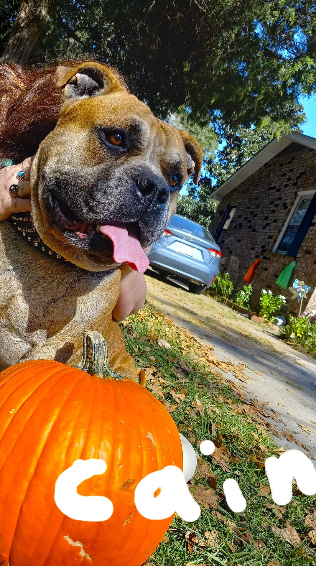 Cain is registered to the contest to win money with this photo: boxer, calabaza, car, carnivore, collar, companion_dog, cucurbita, dog, dog_breed, fawn, gourd, grass, natural_foods, plant, pumpkin, snout, sporting_group, squash, tree, wrinkle