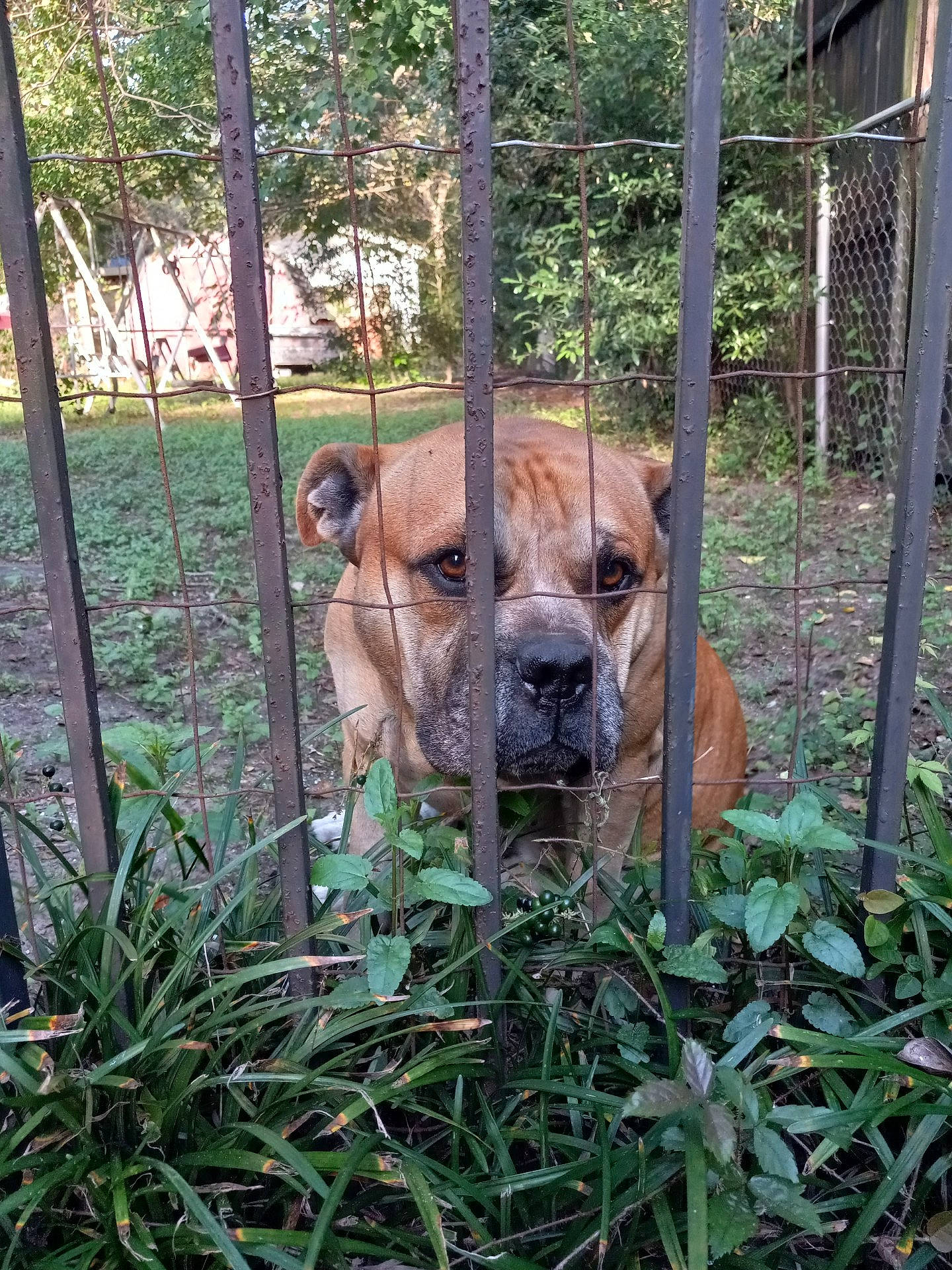 Cain joined the competition — help win amazing prizes! big_cats, canidae, carnivore, companion_dog, dog, dog_breed, fawn, felidae, fence, grass, groundcover, mammal, mesh, plant, snout, sporting_group, terrestrial_animal, vertebrate, whiskers, wire_fencing