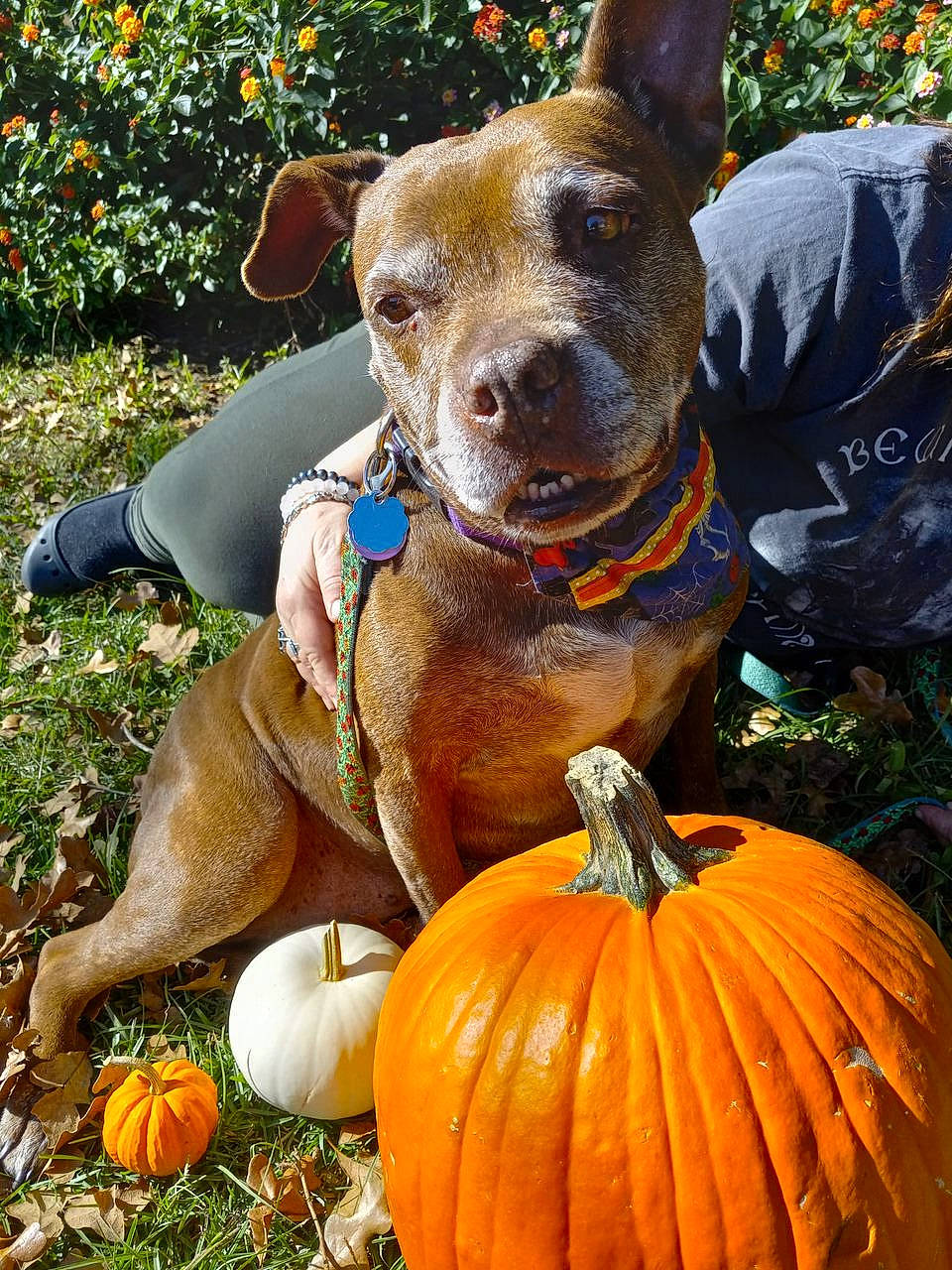 Jaycee Rae joined the competition — help win amazing prizes! calabaza, carnivore, collar, companion_dog, cucurbita, dog, dog_breed, dog_supply, fawn, gourd, grass, green, hat, liver, natural_foods, plant, pumpkin, squash, winter_squash, working_animal