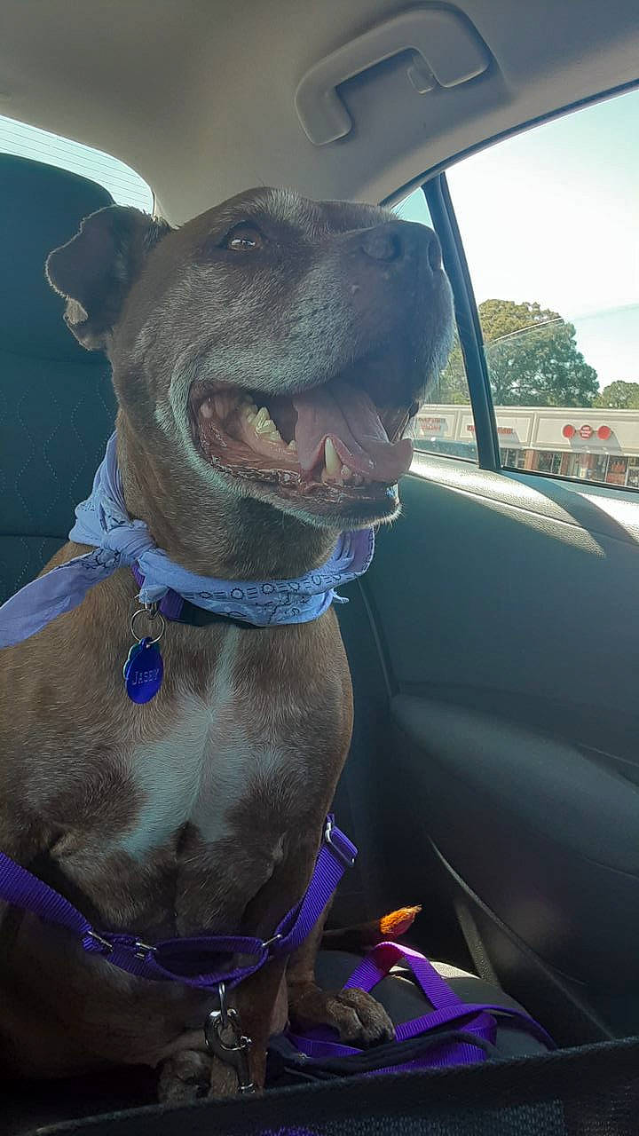 Jaycee Rae joined the competition — help win amazing prizes! car, carnivore, collar, companion_dog, dog, dog_breed, dog_collar, fawn, hood, liver, pet_supply, sky, snout, tree, vehicle, vehicle_door, whiskers, window, windshield, working_animal