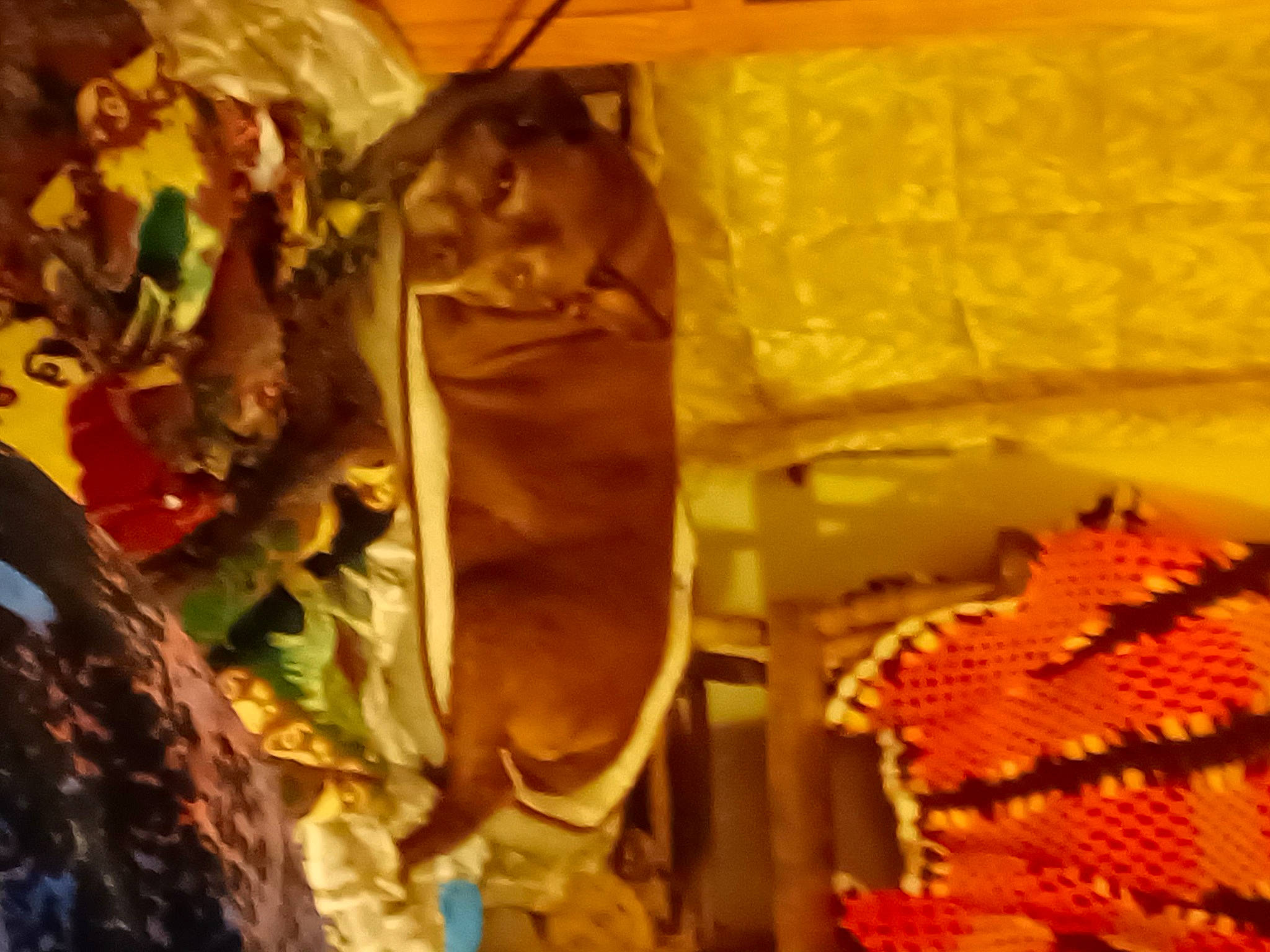 Jaycee Rae joined the competition — help win amazing prizes! brown, cuisine, fun, linens, metal, orange, pattern, plant, room, textile, tints_and_shades, vertebrate, wood